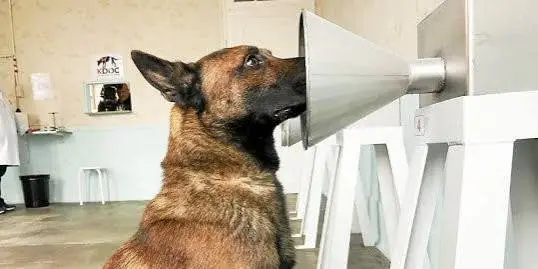 Cão farejador cheirando um cone de teste em uma sala