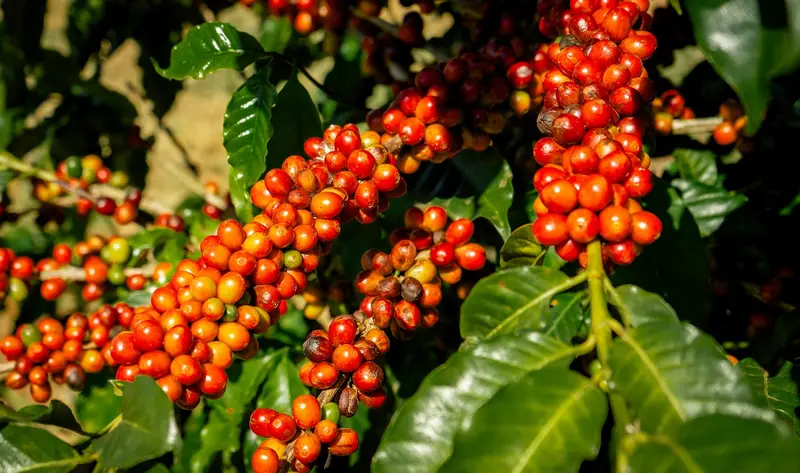 Ramo de café com frutos vermelhos e laranja