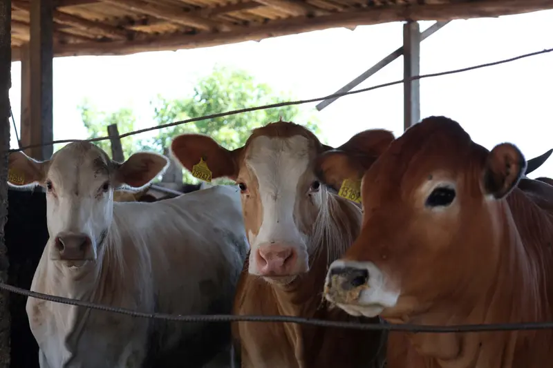 Bezerros e vacas lado a lado em um curral